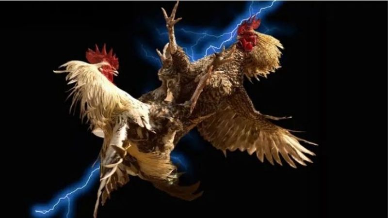 BK8 – Sân chơi cá cược uy tín khu vực