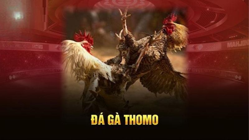 Đá gà Thomo là gì?