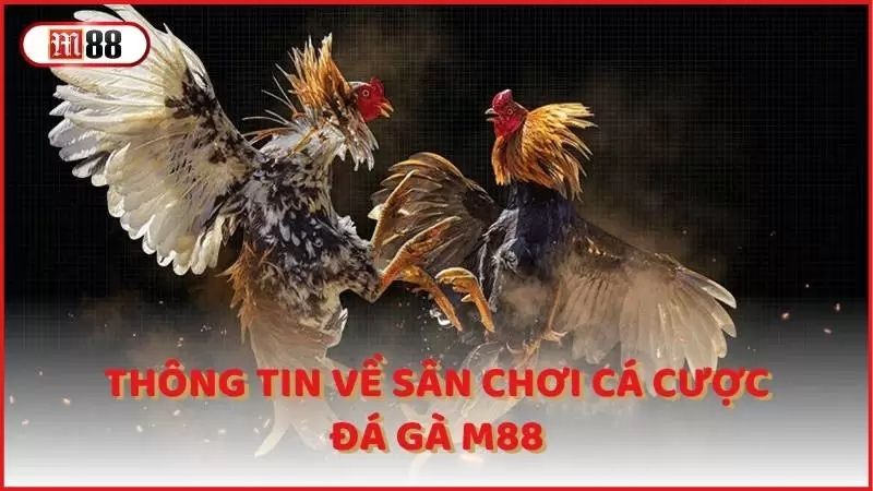 M88 – Nhà cái hàng đầu châu Á