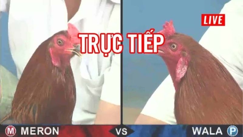 Trực tiếp sắc nét với chất lượng hình ảnh vượt trội