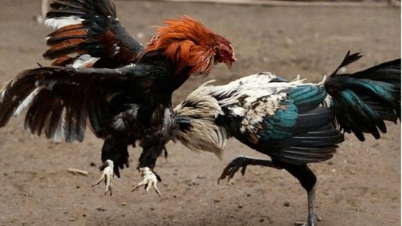 Tỷ lệ cược rõ ràng, đa dạng